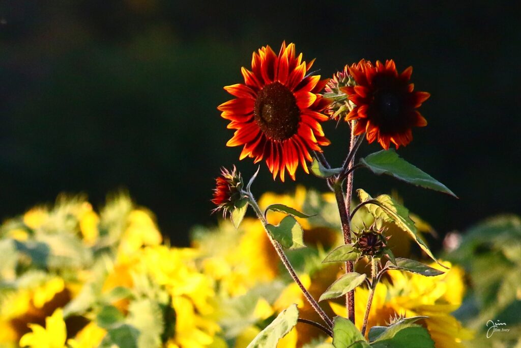 IMG_3423_Sunflower_Maze_Dakeyne_Farm